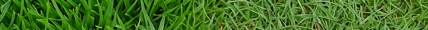 WHICH WARM-SEASON GRASS IS BEST FOR MY LAWN