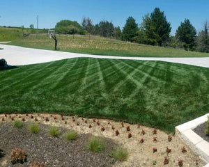 Tall Fescue