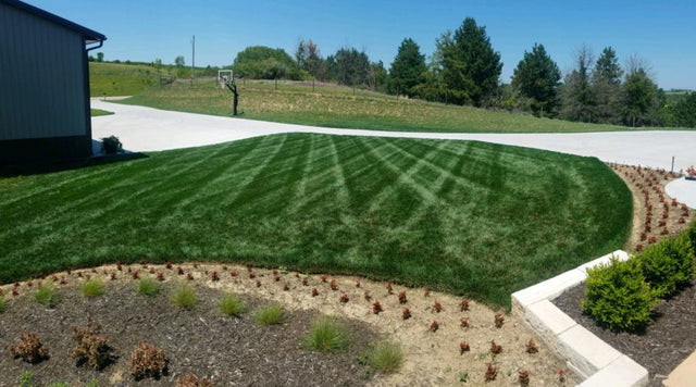 Tall Fescue