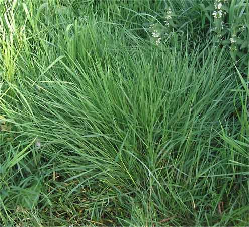 Creeping Bentgrasses