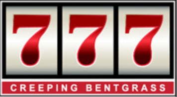 777 Creeping Bentgrass