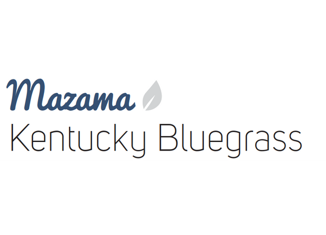 Mazama Kentucky Bluegrass