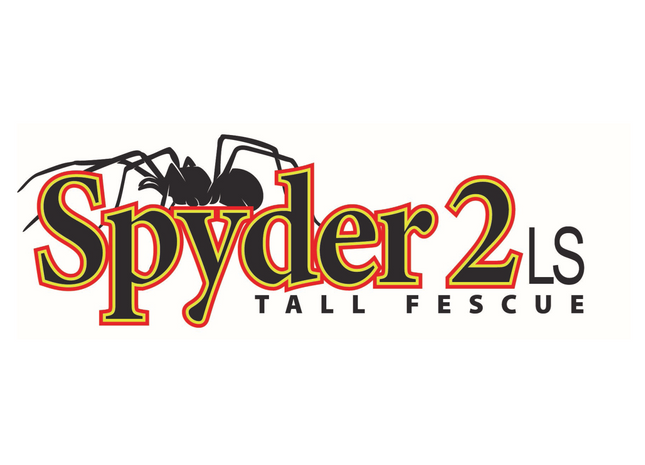 Spyder 2LS Tall Fescue