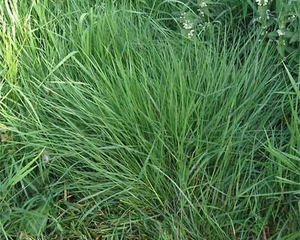 Creeping Bentgrasses