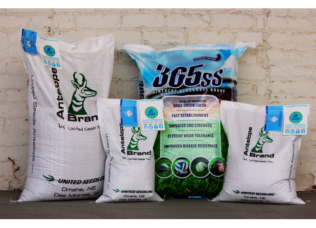 365ss Kentucky Bluegrass