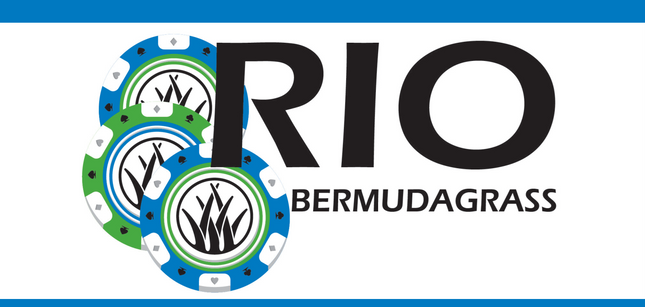 Rio Bermudagrass