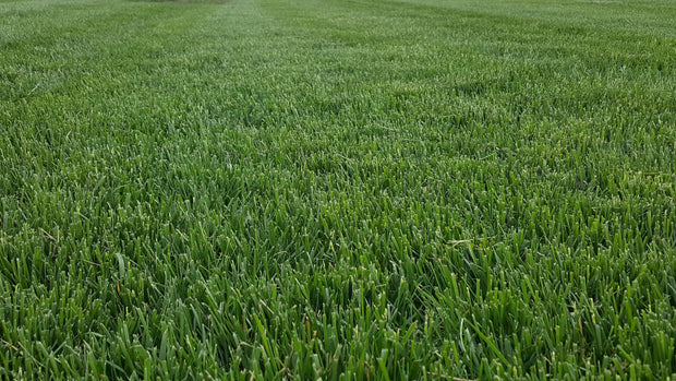 Better Research, Better Varieties