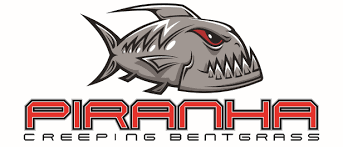 Piranha Creeping Bentgrass